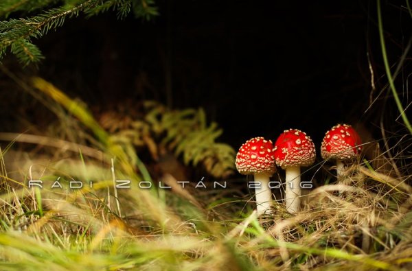 IMG_4478